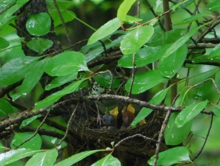 Wood Thrush nest Cherry Bend May 14, 2015-3