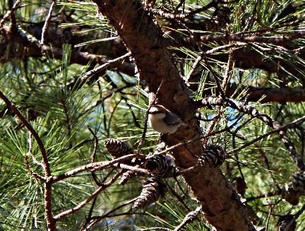 Brown-headed Nuthatch Shores Lake -Fern area ONF March 19, 2016-2-rs