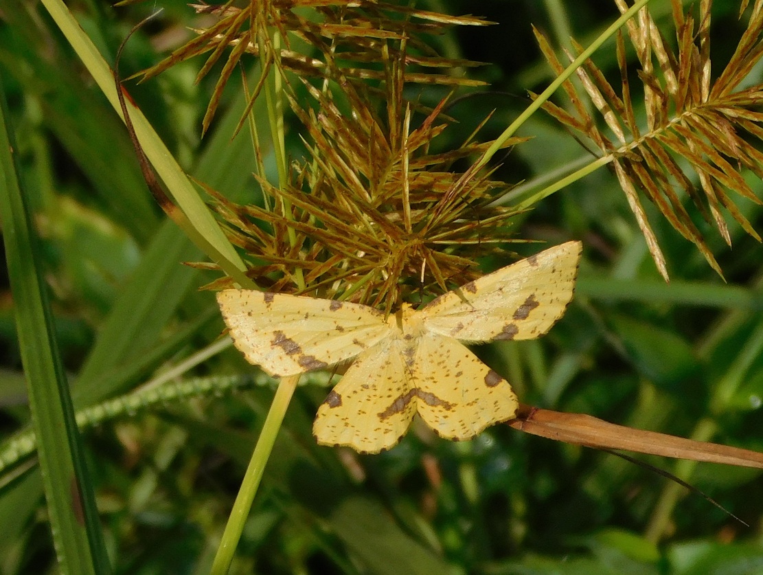 False Crocus Geometer Moth Xanthotype urticaria on yellow nut sedge Centerton August 27, 2016-3-r