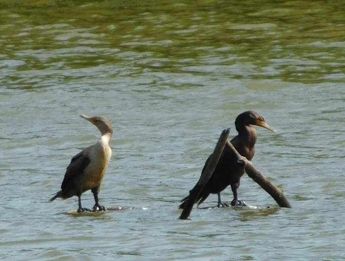 double-crested-cormorants-lake-fayetteville-september-8-2016-r